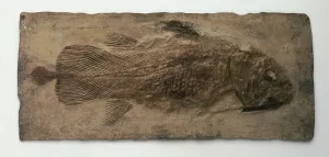 Fossilized Marine Life Drucke: Fossilized Coelacanth