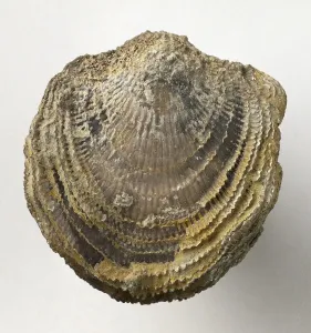 Ancient Sea Creatures Drucke: Fossilized completely