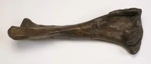 Cretaceous Period Fossils Drucke: Fossilized Tibia Bone from Corythosaurus Dinosaur