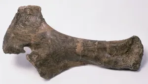 Fossilien Drucke: Alter unsicherer Barosaurus-Knochen