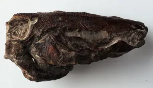 Fossilien Drucke: Oscheichthyanen - Makrone: Schädel