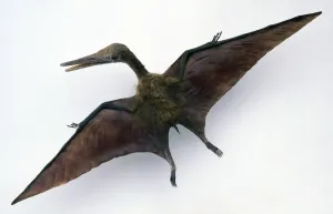 Überblicksansicht eines Modells von Pterodaktel