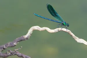 Drucke von Agrion splendens Libellen, Urgnano, Region Lombardei, Italien, Europa Verwandte Bilder Drucke: Libellenart Agrion splendens