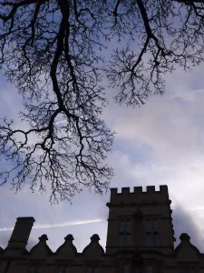 Einfacher Baum und Fassade der Universitätskollegien in Oxford am Wintersmorgen