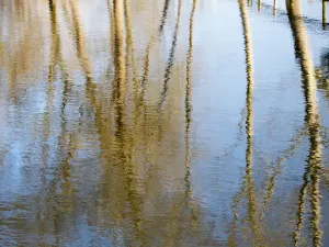 Bare Bäume spiegeln sich im Cherwell River, Oxford, an einem Wintermorgen.