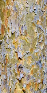 Central European Autumn Drucke: Bark of a pine (Pinus)