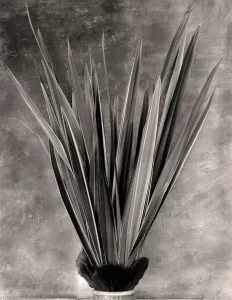 Asparagaceae Family Images Drucke: Dry plants, Agave branches