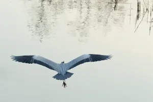 Drucke von Fliegende grüne Heron, Padua, venezianische Region, Italien, Europa Grünreiher Drucke: Flugender grüner Heron