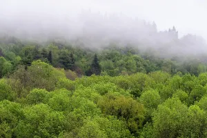 Italian Cultural Heritage Sites Drucke: Mixed wood in springtime