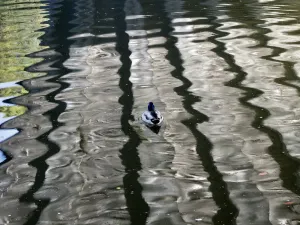 Muster von Licht aus Flussreflexionen unter dem Doningtons Brücke in Oxford und ein einsamer Enten