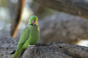 Jamnagar Wildlife Drucke: A rose-ringed parakeet