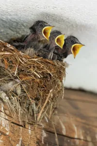 Gerahmter Druck : Schwalben im Nest. Gerahmter Druck : Schwalben im Nest.