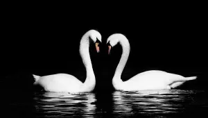 Swans In Winter Drucke: Swan