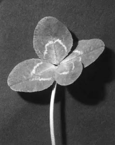 Vintage Botanicals Drucke: Four leaf clover
