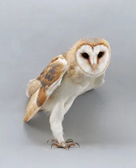 Barn Owl Images Drucke: Fully grown barn owl