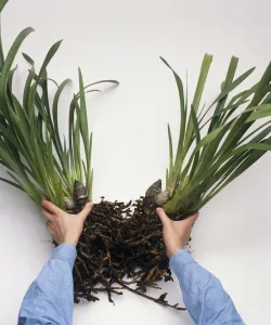 Gardening Techniques Drucke: Dividing plant by separating it into sections using hands