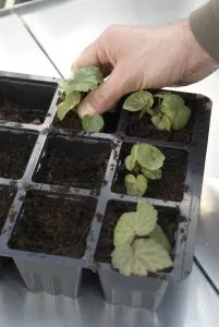 Gardening Techniques Drucke: Inserting plug plants into modules filled with compost