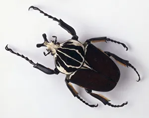 Goliath Beetle Drucke: Goliath beetle, long clawed legs