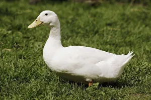 Horizontal Outdoor Photography Drucke: Goose standing on grass
