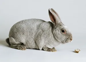 Cute Rabbit Drucke: A gray rabbit in sitting position