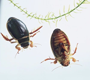 Aquatic Insects Drucke: Two great diving beetles