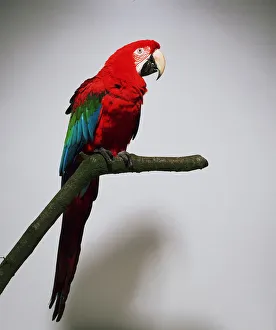Colorful Parrot Images Drucke: Green-winged macaw