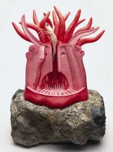 Anatomical Heart Model Drucke: AppleMark