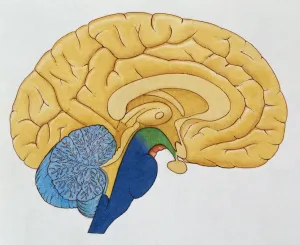 Illustrationen 1 Drucke: Menschliches Gehirn