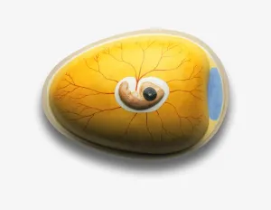 Chicken Embryo Development Drucke: Model of chicken embryo developing inside egg