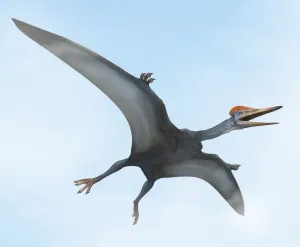 Illustrationen 1 Drucke: Pterodaktylus im Flug