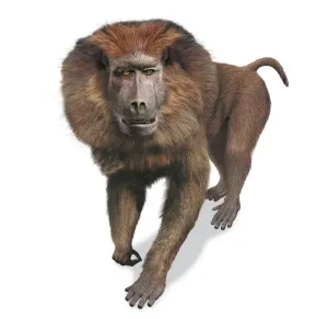 Earth Science Illustrations Drucke: Theropithecus oswaldi, front view