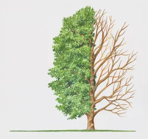 Fraxinus angustifolia ist die schmale Eiche oder Nadel-Efeu-Frachse (Oleaceae). Die Blätter sind zweiteilig und bis zu 25 cm lang mit je sieben bis dreizehn Fiederblättern, deren Spitze schlank und abgerundet geformt ist. Diese haben scharf zitierte Ränder, glänzen in hellgrünem Leuchtton und sind glatt. Die Rinde ist graubraun mit hervorstechenden Wulstentwicklungen. Blüten sind sehr klein grün oder violettfarben