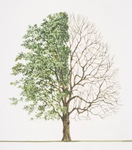 Illustrationen 2 Drucke: Fraxinus excelsior (Gemeiner Eichebaum)