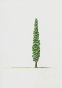 Illustrationen 2 Drucke: Junipernuss Drupaceae (syrische Juniperspinne)