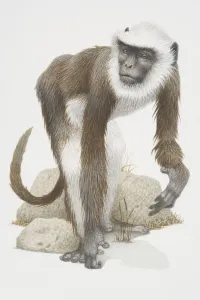 Drucke von Der Semnopithecus entellus ist der Hanuman-Langur, ein grauer Affe mit einem weißen Bart Verwandte Bilder Drucke: Der Semnopithecus entellus, der Hanumangorilla oder Graugibbon ist ein grauer Affengesichtshirn mit einem weißen Bart