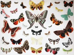 Viele Schmetterlingsinsekten