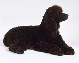 Domesticated Canines Drucke: Irish water spaniel lying down