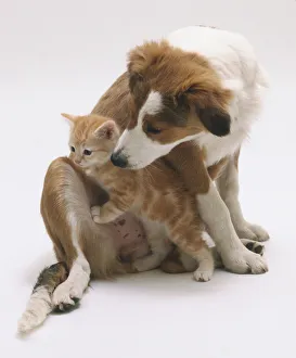 Animal Friendship Images Drucke: A kitten crawling over a dog