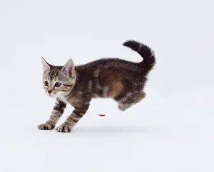 Adorable Kitten Photos Drucke: Kitten about to pounce