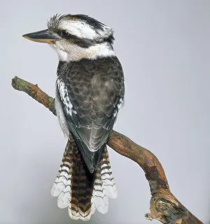 Ornithology Photos Drucke: Kookaburra perched on branch