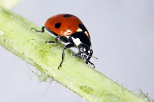 White Background Insect Photos Drucke: Ladybird crawling on stem