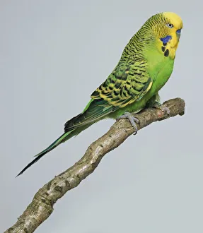Melopsittacus Undulatus Images Drucke: Light green budgerigar - side view