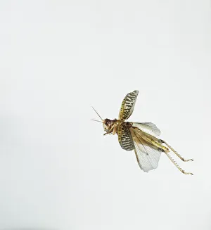 Insect Flight Photography Drucke: Locust in flight