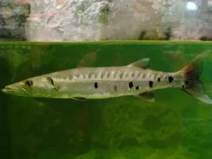 Fish Fauna Drucke: Barracuda