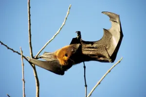 Tier Drucke: Bat