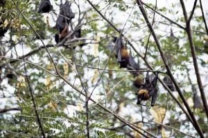 Bats