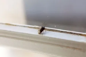 Horizontal Animal Photos Drucke: Bedbug