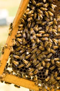 Apiculture Practices Drucke: Beekeeping