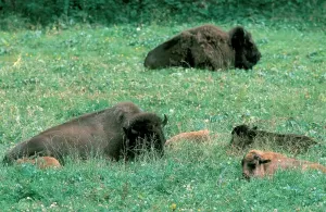 Wild Animals Photos Drucke: Bisons