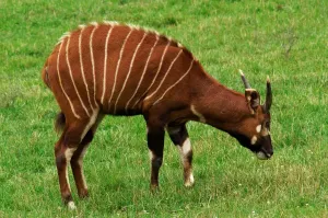 Prague Zoo Animals Drucke: Bongo. Boocercus Eurycerus